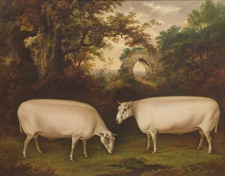 Two Prize Border Leicester Rams in a Landscape